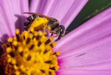 A Harmless Hoverfly Feeding on Flower Nectar