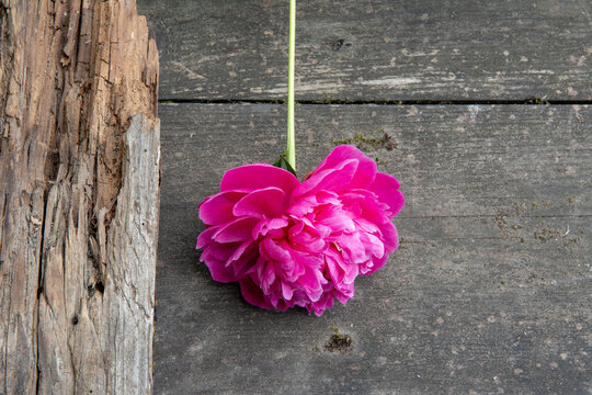Flower peony on a beautiful old wooden board. High quality photo