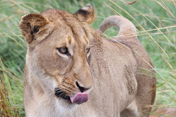 Afrikanischer Löwe / African Lion / Panthera Leo.