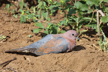 Palmtaube oder Senegaltaube / Laughing dove or Little brown dove / Stigmatopelia senegalensis