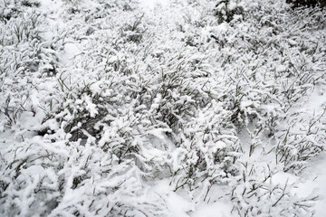 Snowy forest. Berry bushes in the snow.