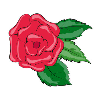Beautiful red rose with green leaves isolated on white background. Colorful vector illustration.