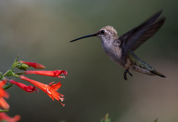 A Hummingbird Feeding on a Flowers Nectar on a Summer Evening