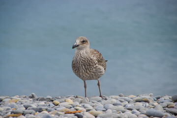 A seagull on a beach in Nice, South of France