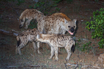 Tüpfelhyäne / Spotted Hyaena / Crocuta crocuta.