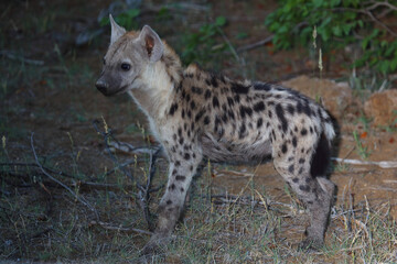 Tüpfelhyäne / Spotted Hyaena / Crocuta crocuta.