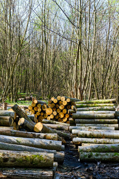 Raw chestnut material ready for working into products
