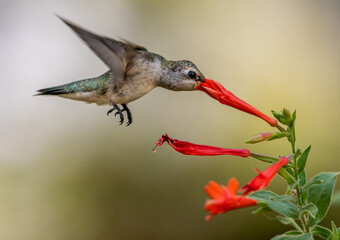 A Hummingbird Feeding on a Flowers Nectar on a Summer Evening