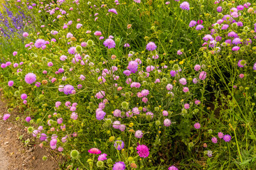 A mass of English cottage garden flowers beside the old Riverside bridge at Godmanchester in springtime