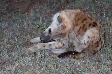 Tüpfelhyäne / Spotted Hyaena / Crocuta crocuta.
