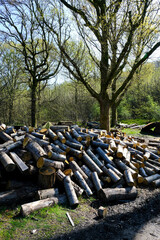 Raw chestnut material ready for working into products