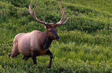 Naklejka na ściany i meble A Large Bull Elk with Velvet Antlers in the Mountains on a Summer Morning