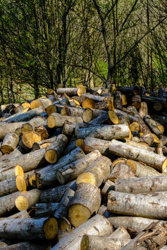 Raw chestnut material ready for working into products