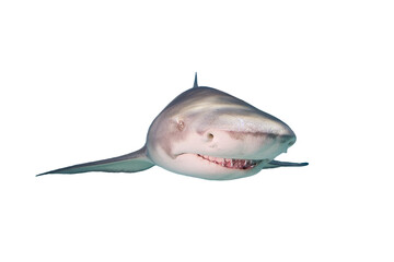 Lemon Shark isolated on white background.
