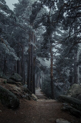 Paseo helado por los bosques de Navacerrada, Madrid.