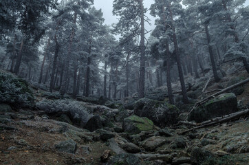Obraz premium Paseo helado por los bosques de Navacerrada, Madrid.