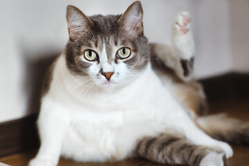 The lazy cat is lying on the floor and has lifted its paw up. A well-fed pet is resting in a bright room. A beautiful and happy cat is resting after lunch.