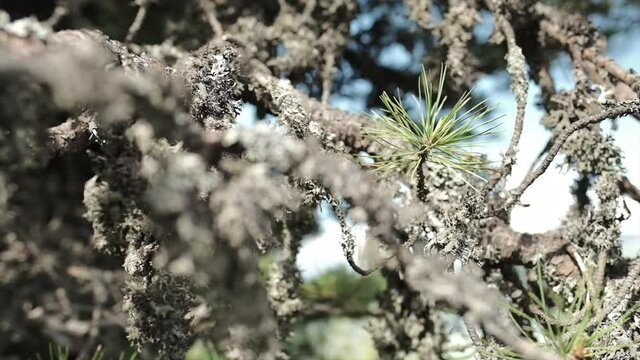 kleiner trieb einer zirbe auf einer alten zirbe wachsend