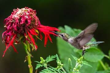 A Broad-tailed Hummingbird Feeding at a Flower