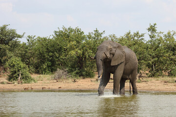 Afrikanischer Elefant / African elephant / Loxodonta africana