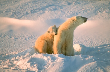 Polar bear and cub together in Canadian Arctic