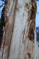 bark of a tree