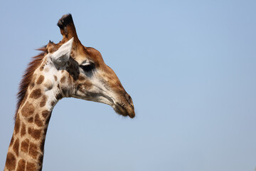 Obraz premium Giraffe / Giraffe / Giraffa Camelopardalis
