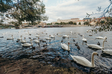 Swans on Vltava river in Prague. Traveling in Czech Republic