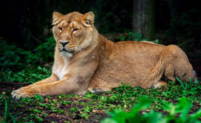 lioness in the grass