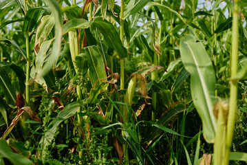 Close up of ear of corn in cornfield
