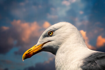 close up of a seagull