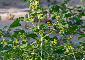 A Beautiful Townsend's Warbler Perched in a Bush