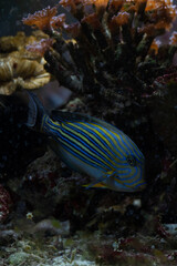 Fototapeta na wymiar Fish Imperial angel (pomacanth). Emperor angelfish (Pomacanthus imperator)