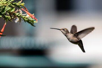 A Hummingbird Feeding on a Flowers Nectar on a Summer Evening