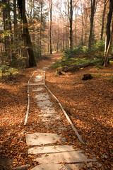 Naklejka premium Path through a beech forest, Bieszczady Mountains