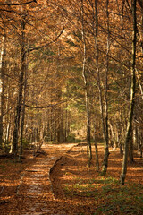 Path through a beech forest, Bieszczady Mountains