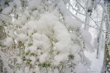 Tannenbaum mit Schnee