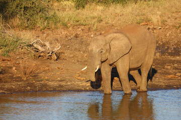 Afrikanischer Elefant / African elephant / Loxodonta africana