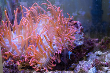 Fototapeta na wymiar Fish swim along coral reefs in the aquarium.