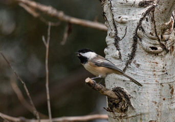 Fototapeta premium A Black-capped Chickadee Perched on a Branch