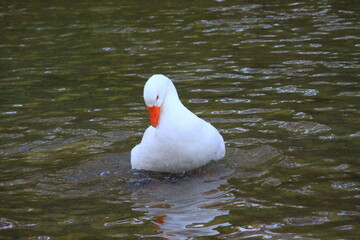 hermoso patos blancos bañandose en el rio y nadando