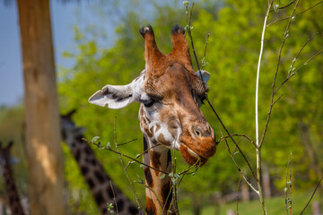 An adult giraffe eats branches at the zoo.
