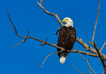A Majestic Bald Eagle Perched on a Tree Branch