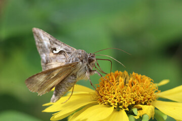 Death's-head hawkmoth (Adhemarius sexoculata) on yellow flower. Family Sphingidae	