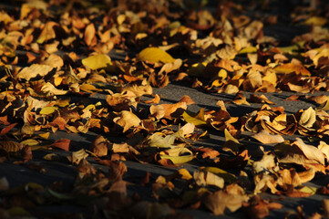 Autumn leaves