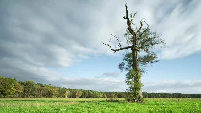 Zeitraffer am Feld vor einem Baum 