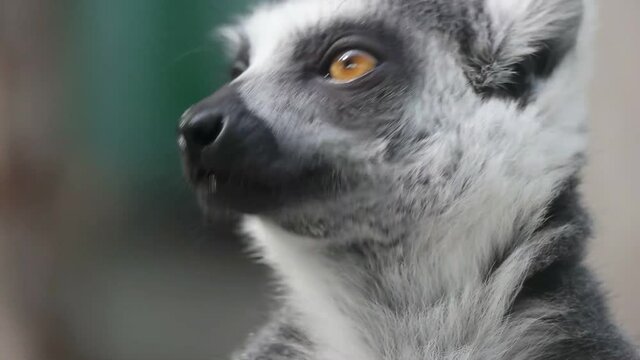 funny ringtailed lemur 
