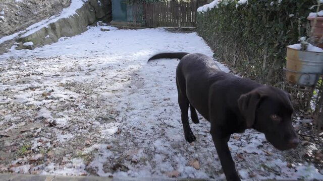 Puppy dog limping walking in the park. Chocolate Labrador retriever health and growth problems.