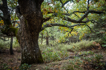 Las Guensas centennial oak, Sierra Norte de Guadalajara Natural Park, Cantalojas, Guadalajara, Spain