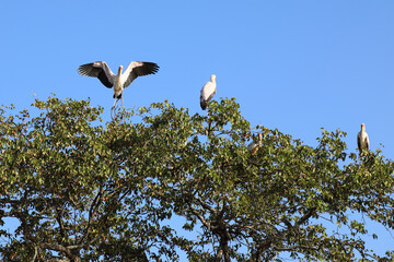 Nimmersatt / Yellow-billed stork / Mycteria ibis
